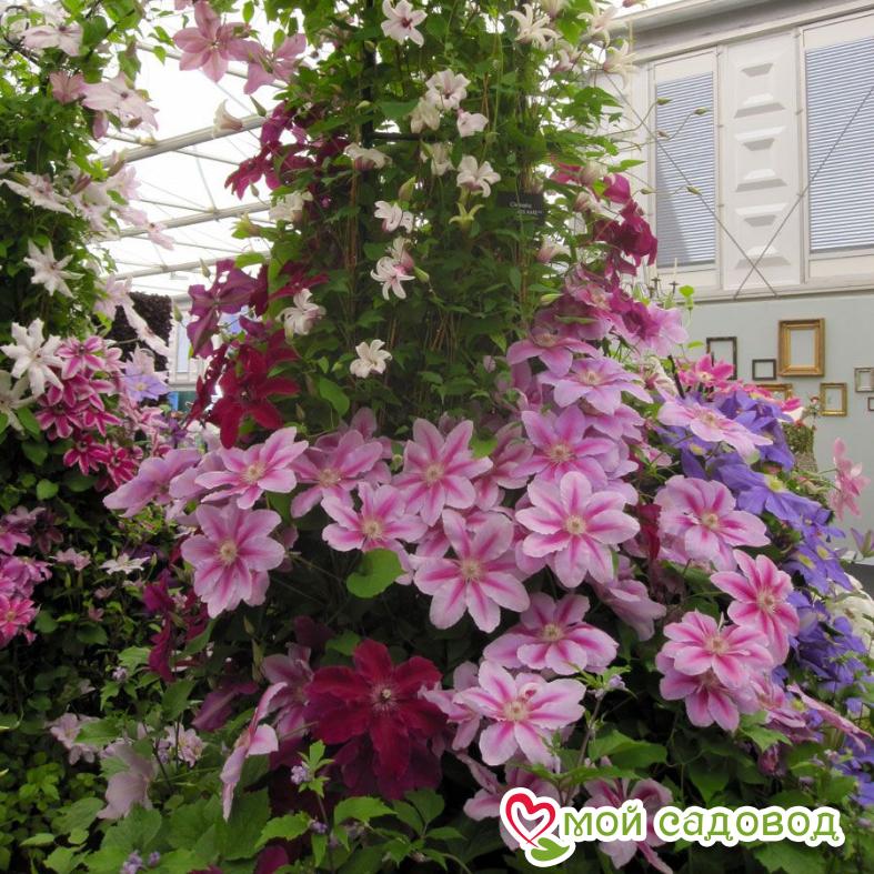 Клематис Биз Джубили ЗКС