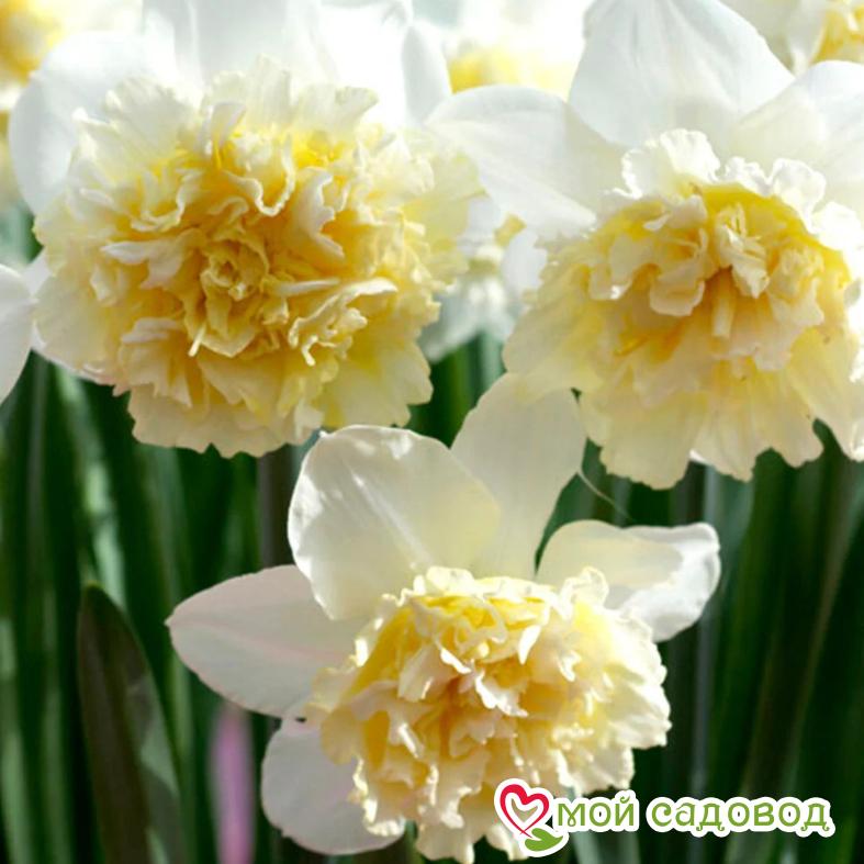Нарцисс махровый Айс Кинг