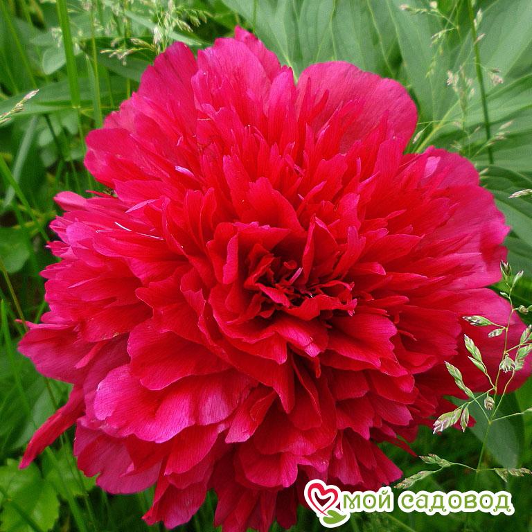 Пион травянистый Оффициналис Рубра Плена