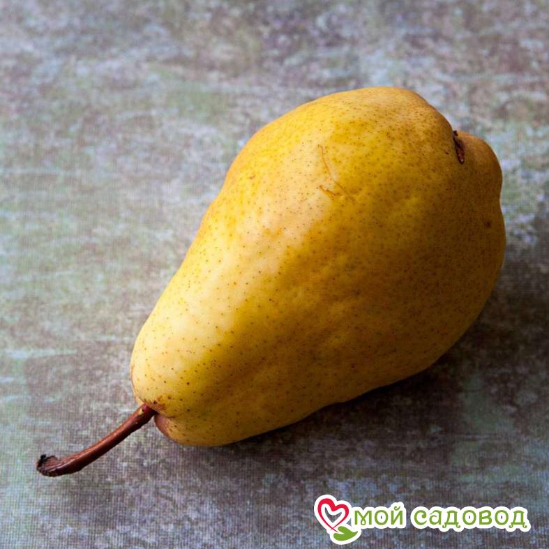 Груша Медовая