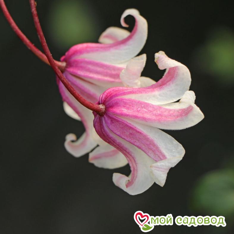 Клематис ПРИНЦЕССА КЕЙТ